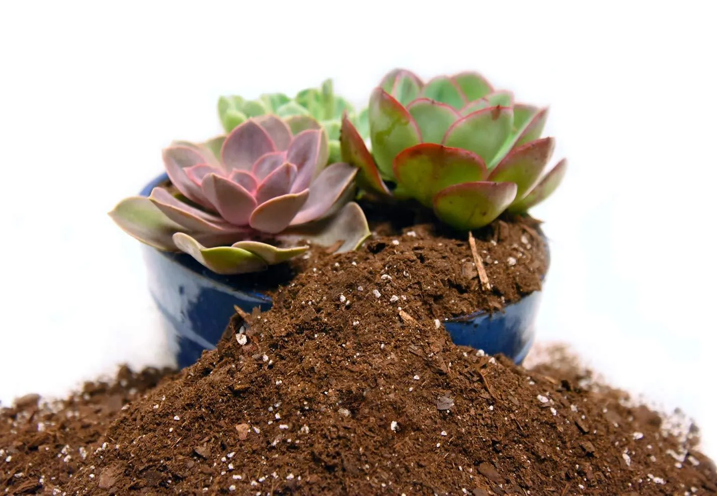 Organic Vermicompost Plant Fertilizer