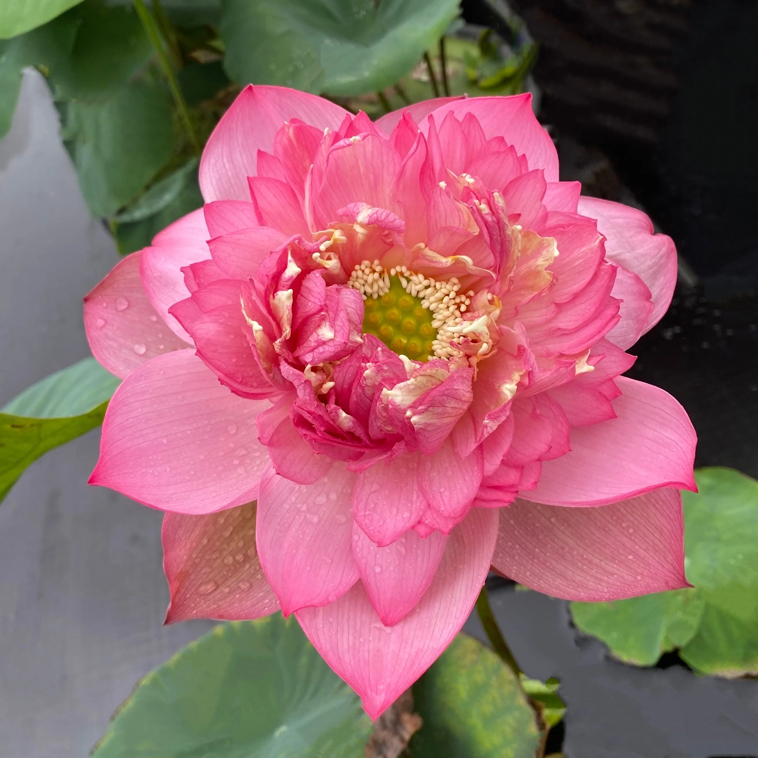 Pink Symphony Lotus<br>Fabulous 'Showcase' Lotus!