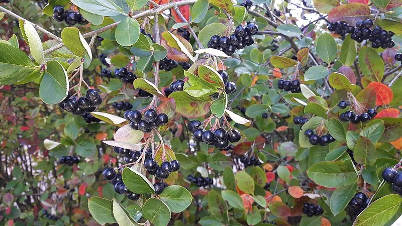 Purple Chokeberry - Aronia x prunifolia