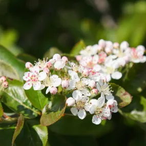 Purple Chokeberry - Aronia x prunifolia