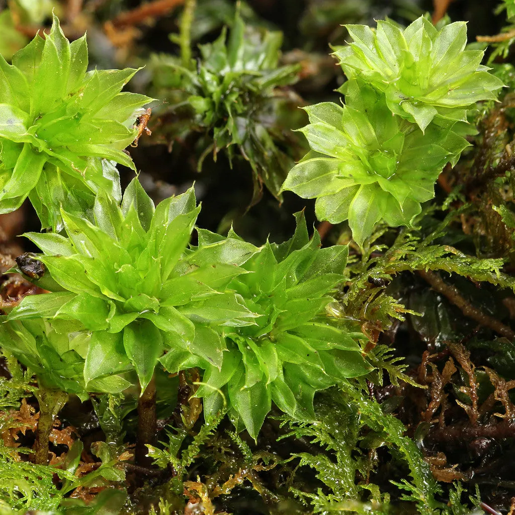 Rhodobryum ontariense MIX Tray -- Shade -- Exclusive! Waterfalls, Focal Features