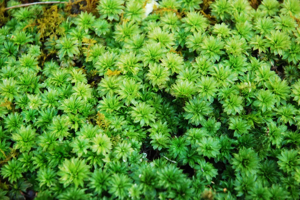 Rhodobryum ontariense MIX Tray -- Shade -- Exclusive! Waterfalls, Focal Features