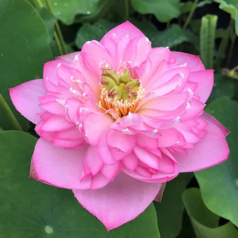 Sugar Pie Pink Lotus  <br>  Simply Spectacular!