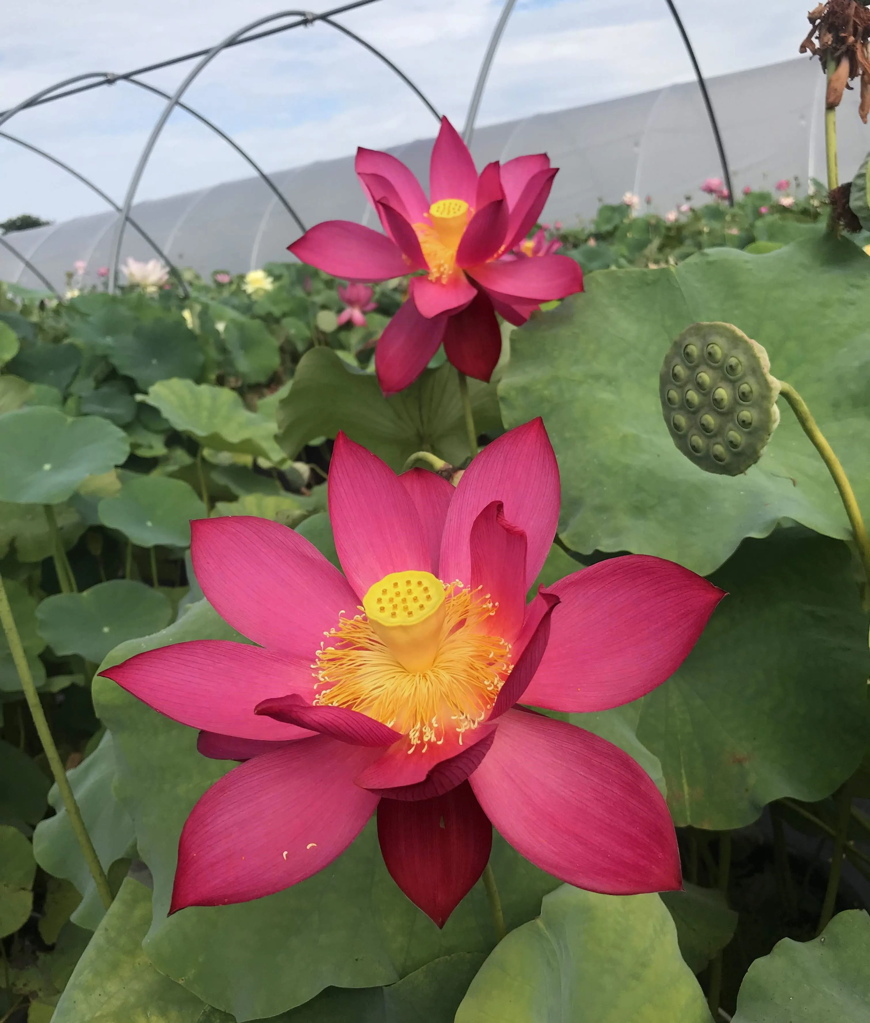 Titan Lotus <br>Spectacular, single-petal red!