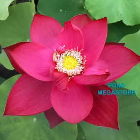 Titan Lotus <br>Spectacular, single-petal red!