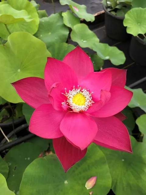 Titan Lotus <br>Spectacular, single-petal red!