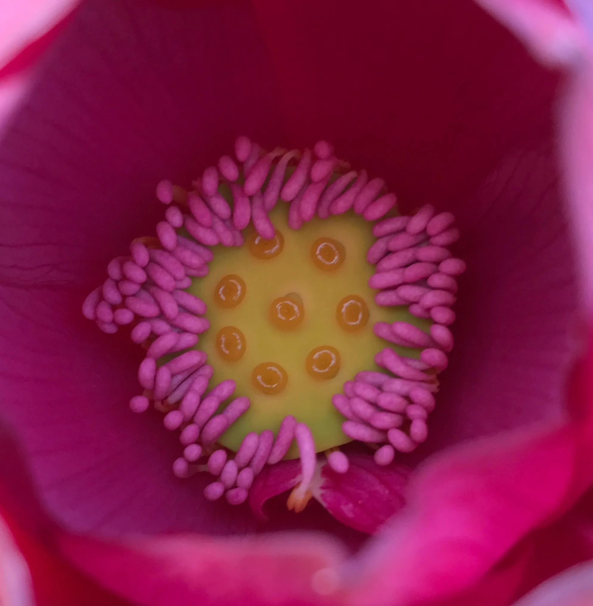 Titan Lotus <br>Spectacular, single-petal red!