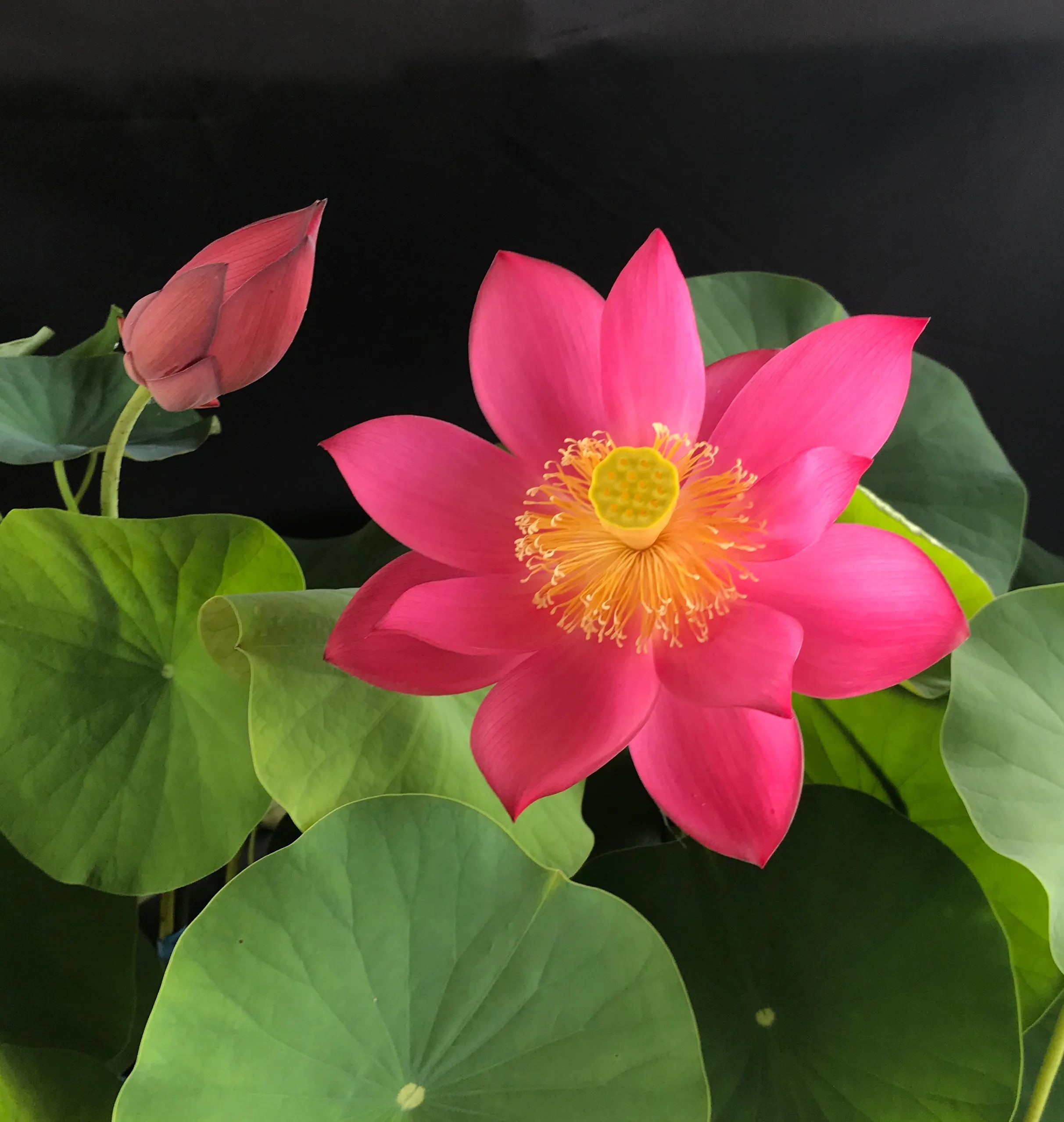 Titan Lotus <br>Spectacular, single-petal red!