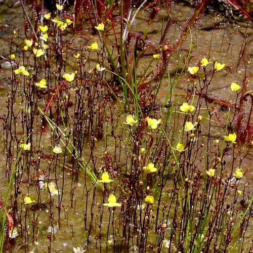 Utricularia subulata