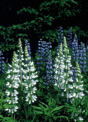 White Lupine - <i>Lupinus nootkatensis</i>